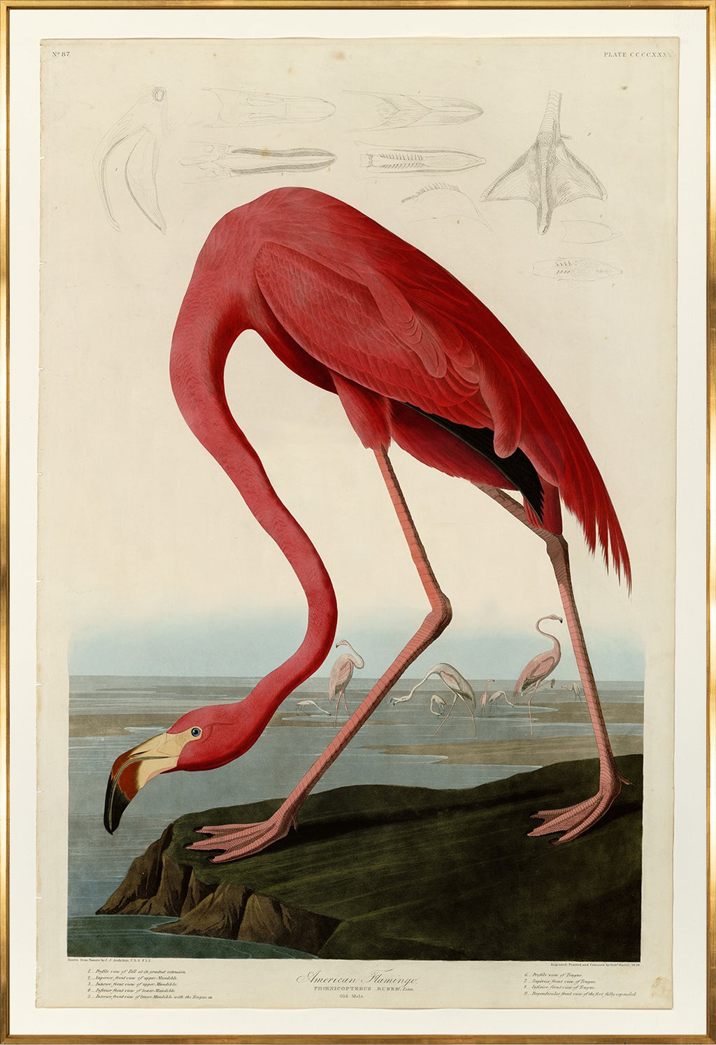 American Flamingo 37"x54"